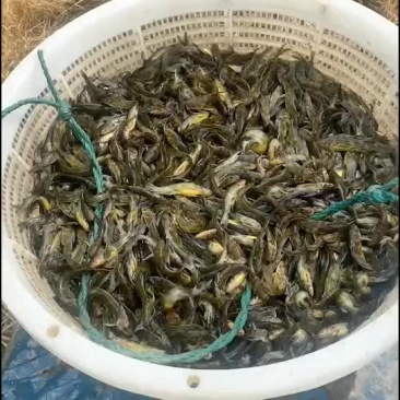 黄颡鱼苗准备装车发货