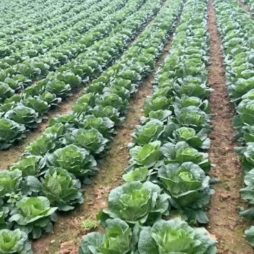 白菜