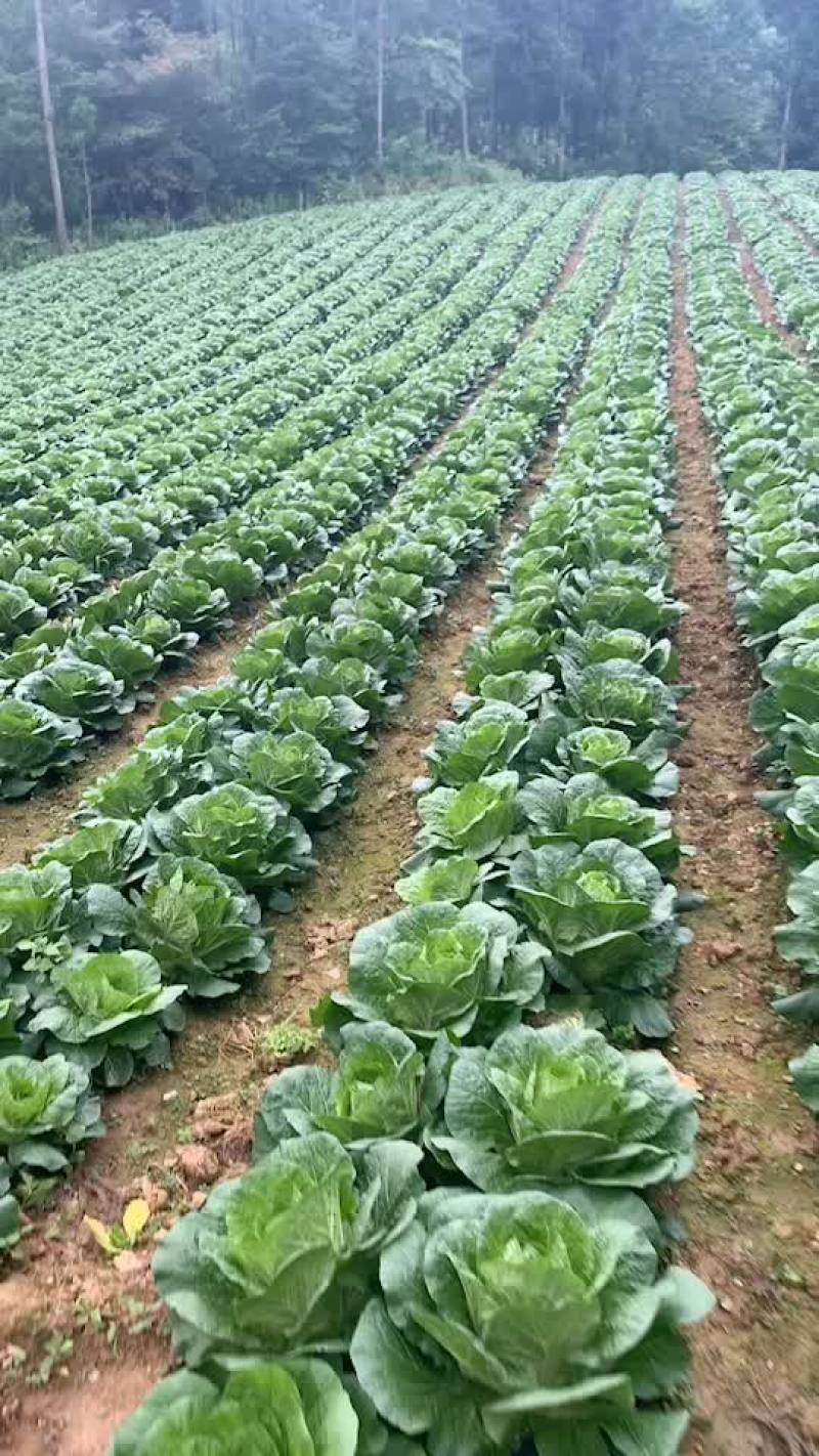 白菜