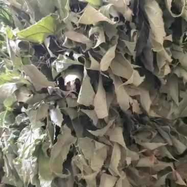 贵卅省淫羊藿鲜货干货大量收