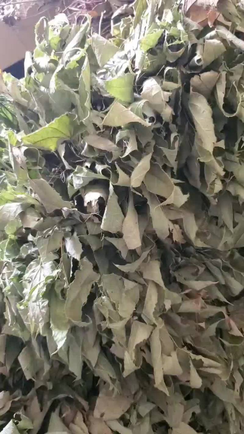 贵卅省淫羊藿鲜货干货大量收