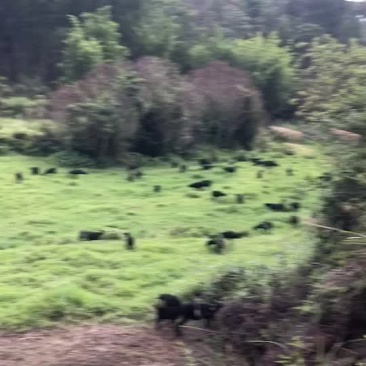 黑山羊