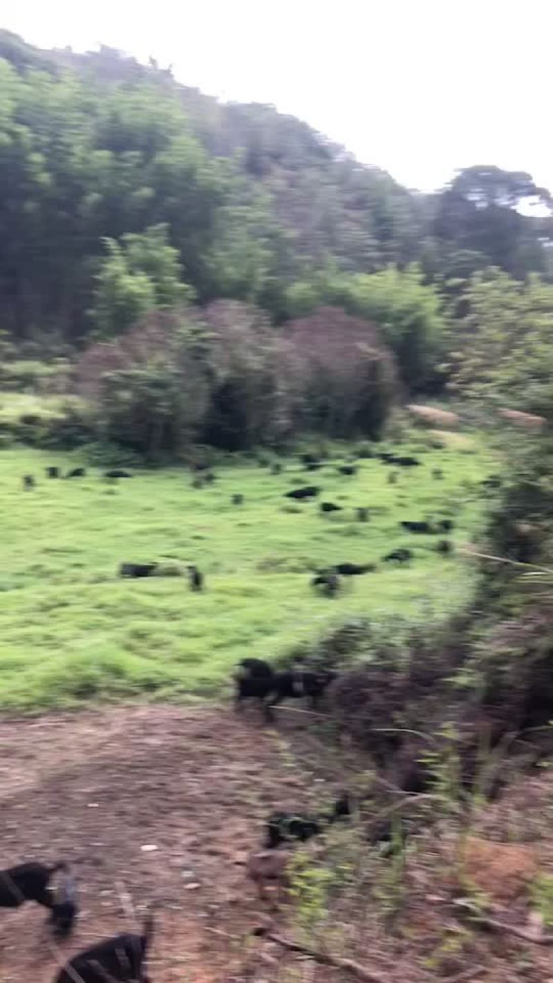 黑山羊