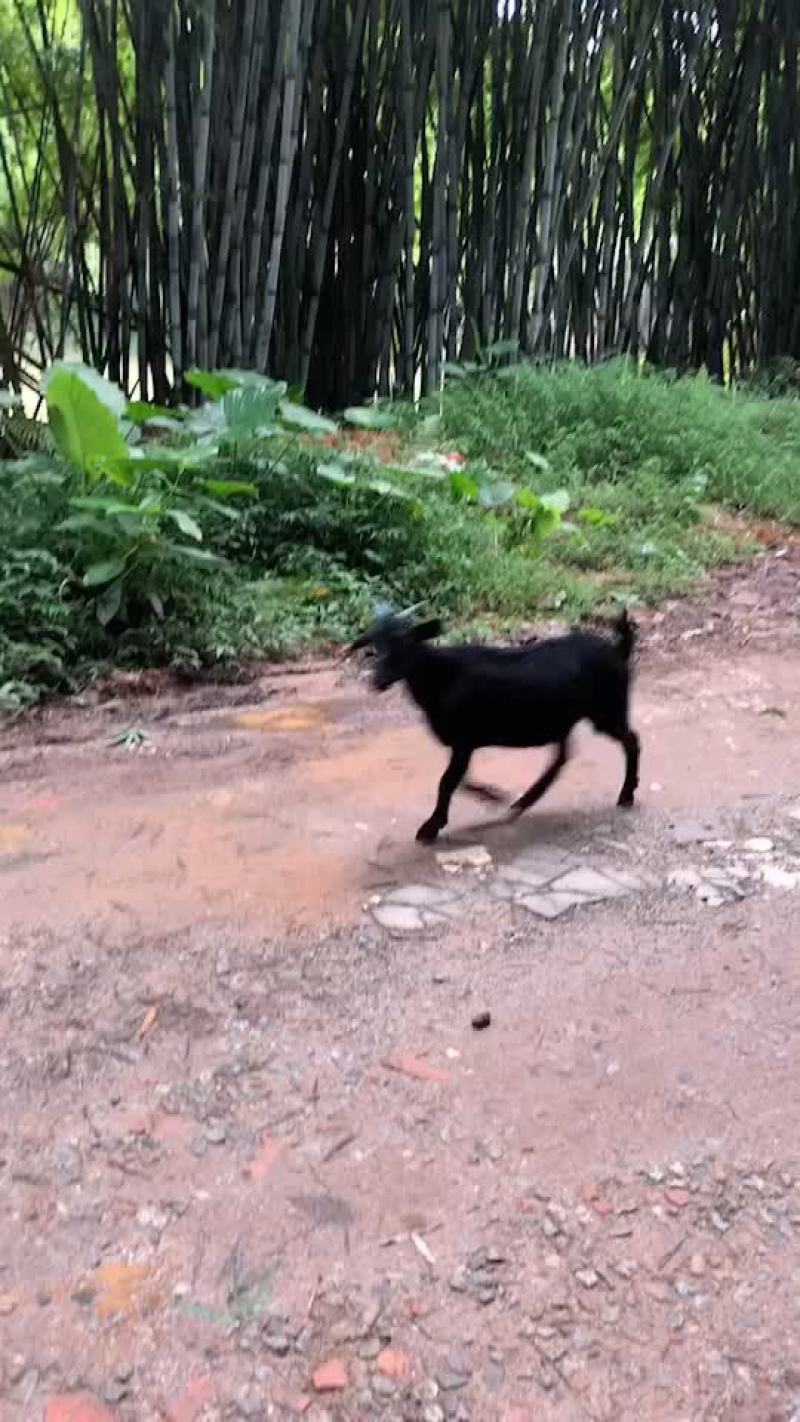 黑山羊