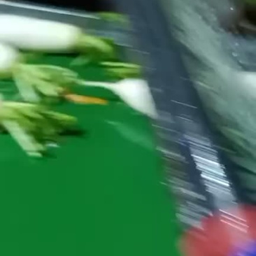涞水白萝卜