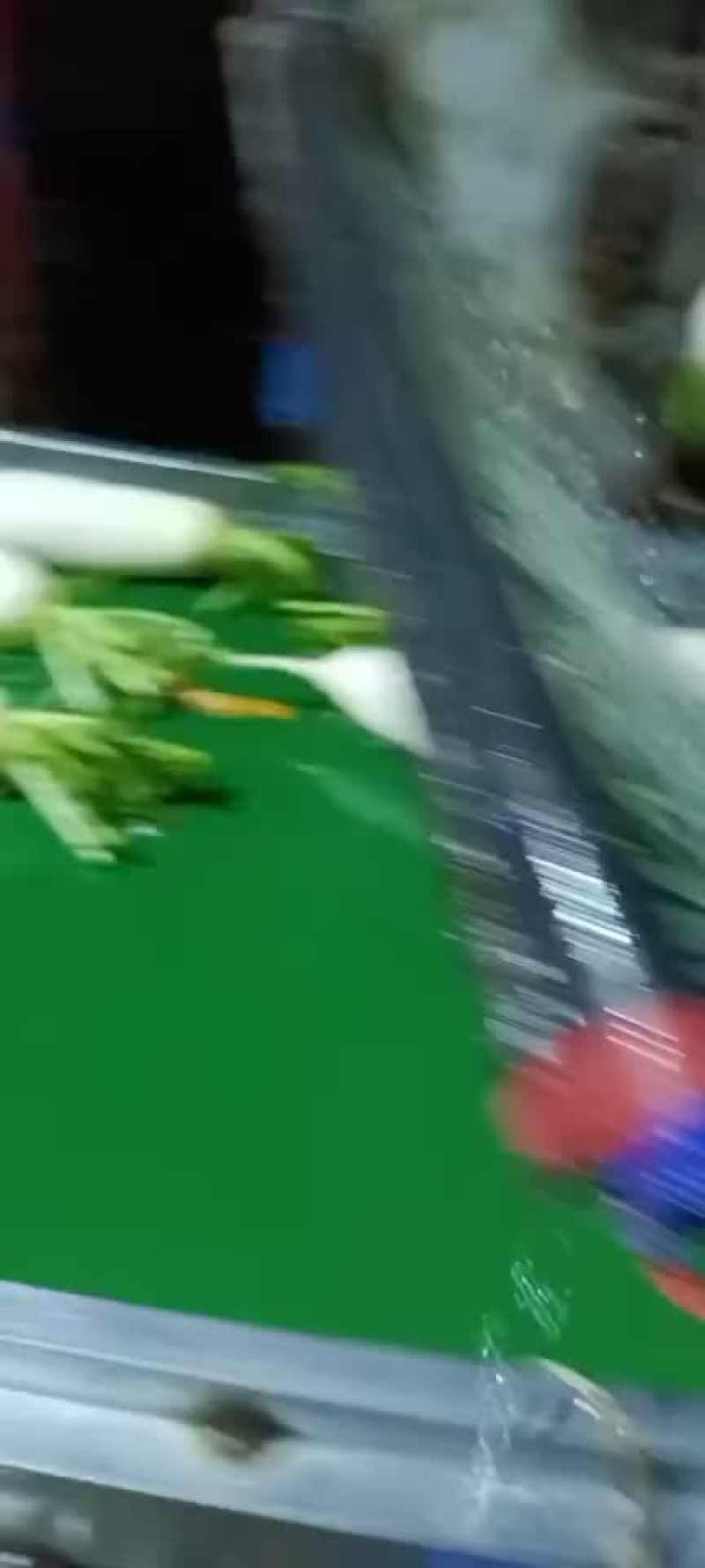 涞水白萝卜