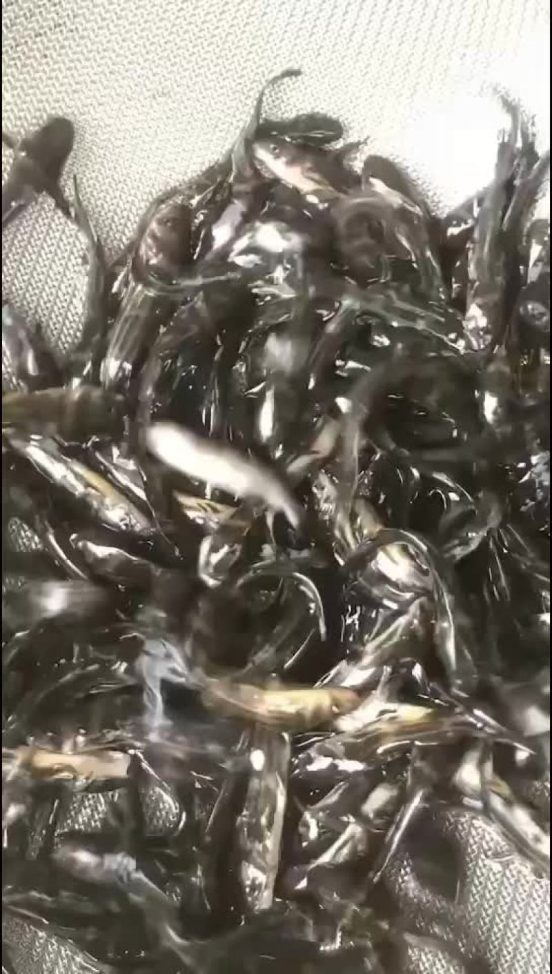 水产鱼苗出货