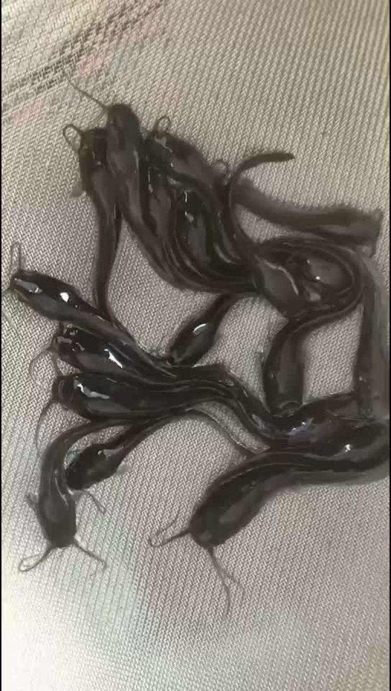 水产鱼苗出货
