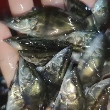 水产鱼苗出货