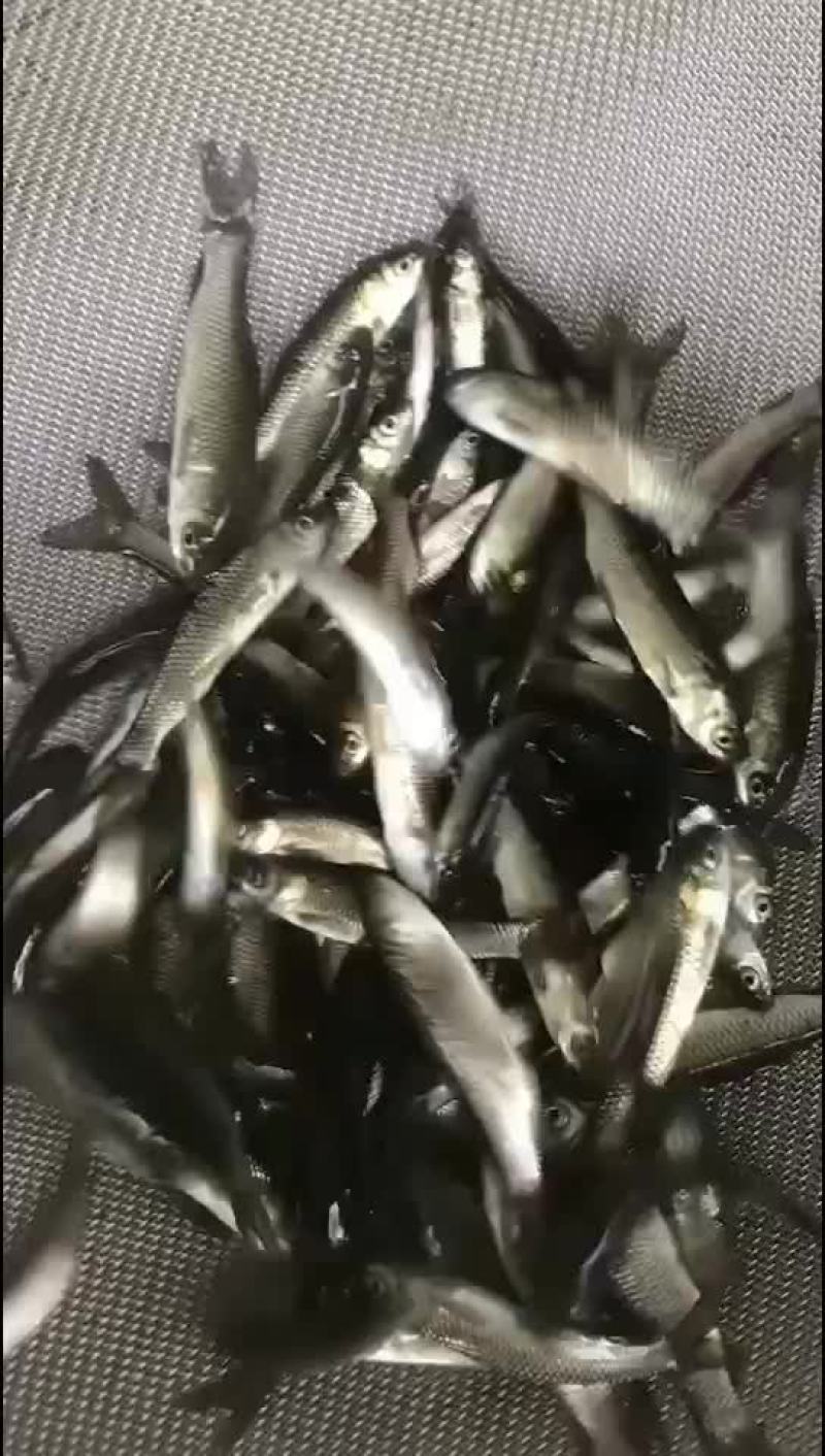 水产鱼苗出货