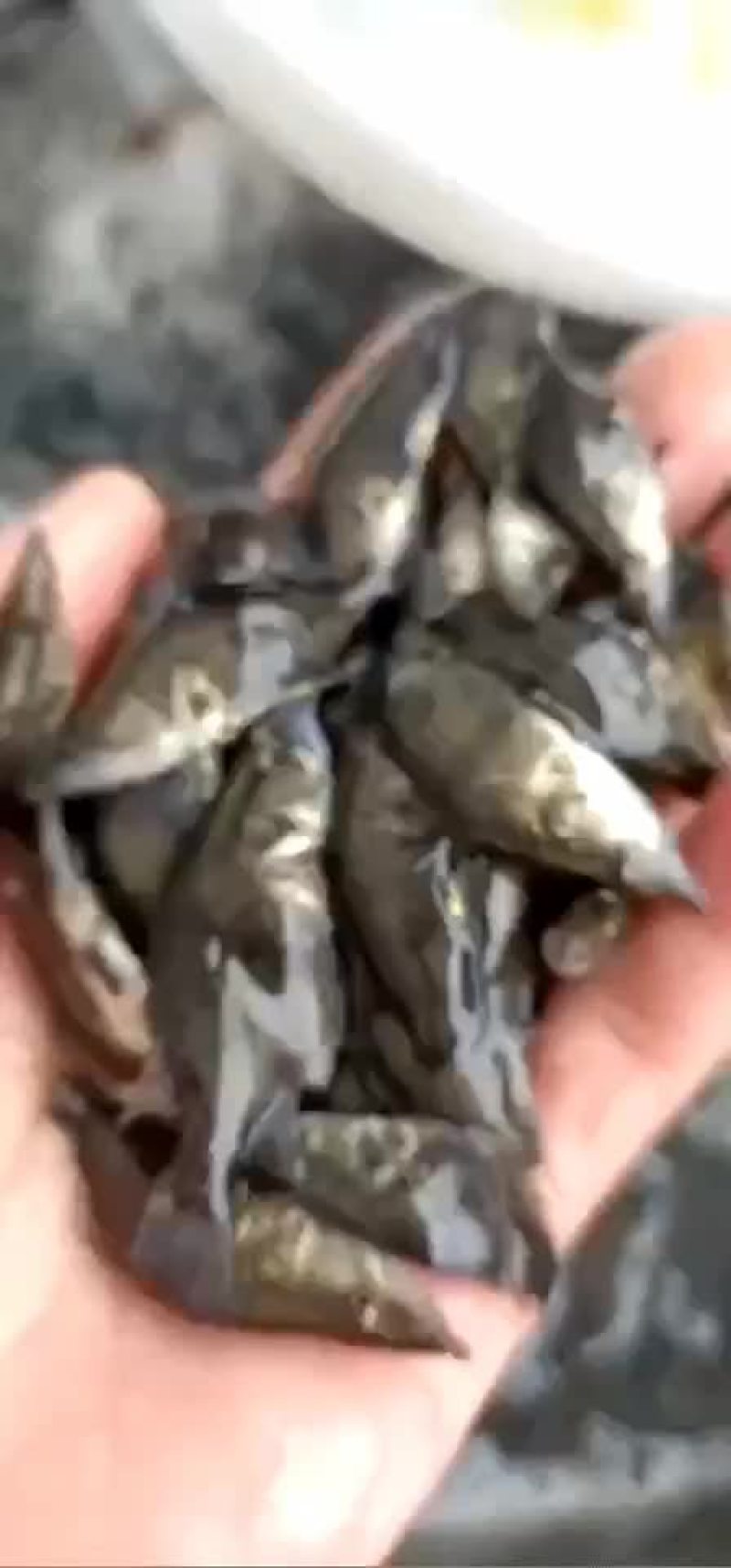 水产鱼苗出货