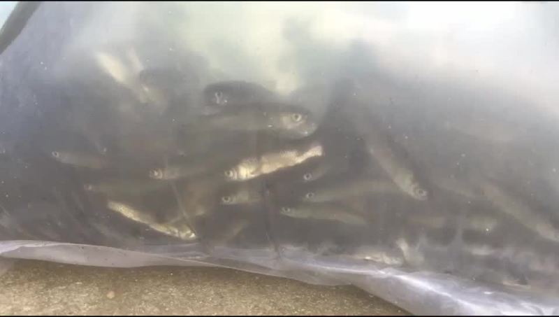 水产鱼苗出货