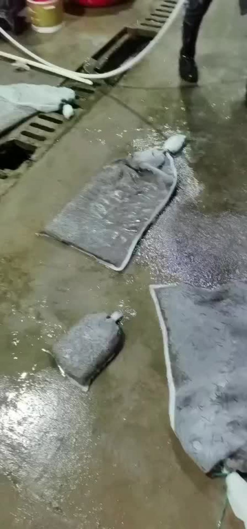水蛭日本医蛭