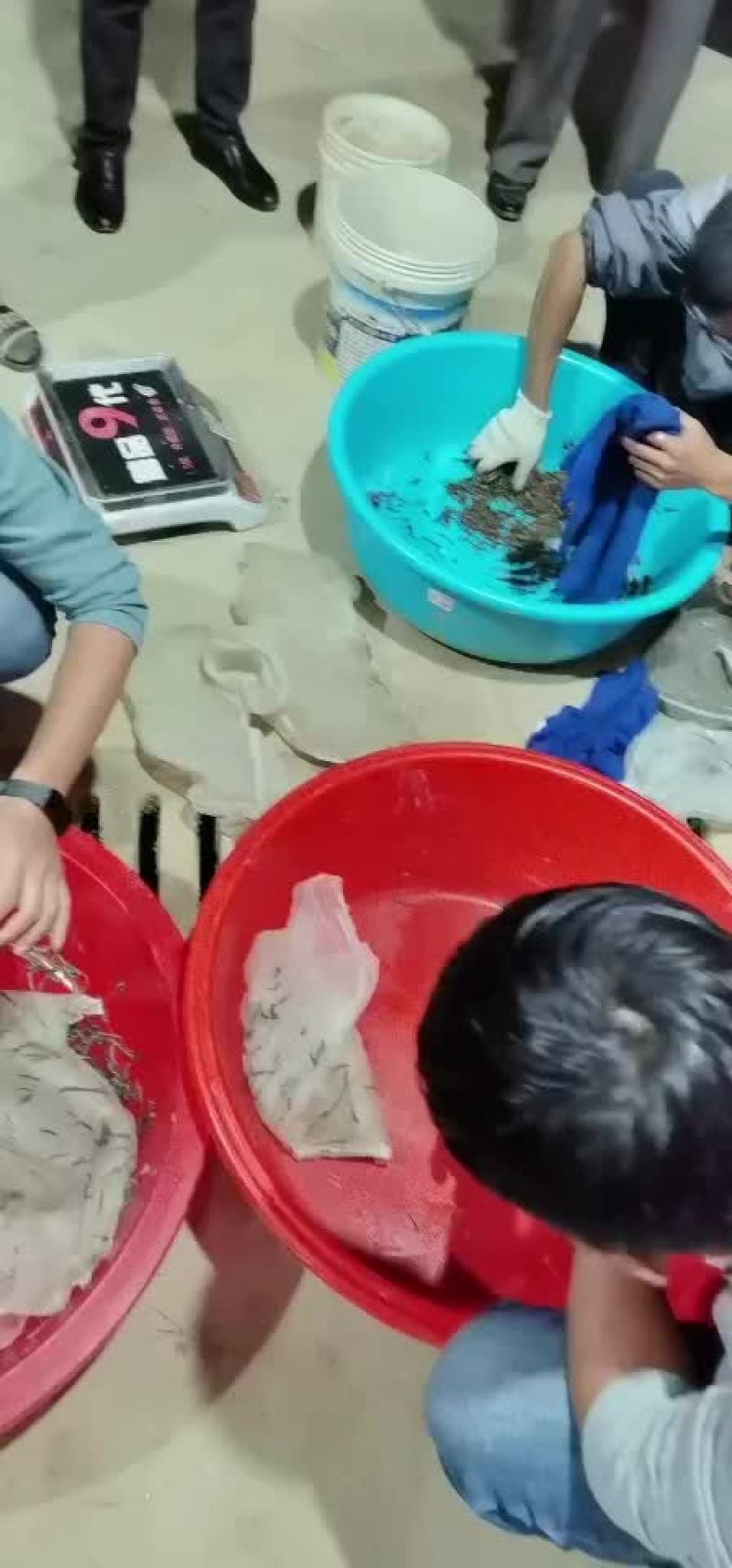 水蛭日本医蛭