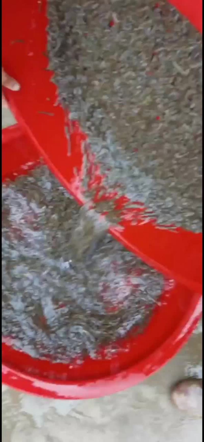 水蛭日本医蛭