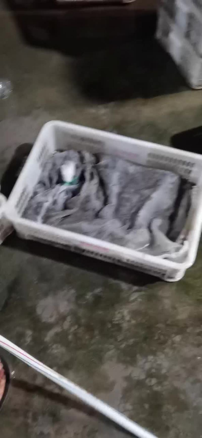 水蛭日本医蛭