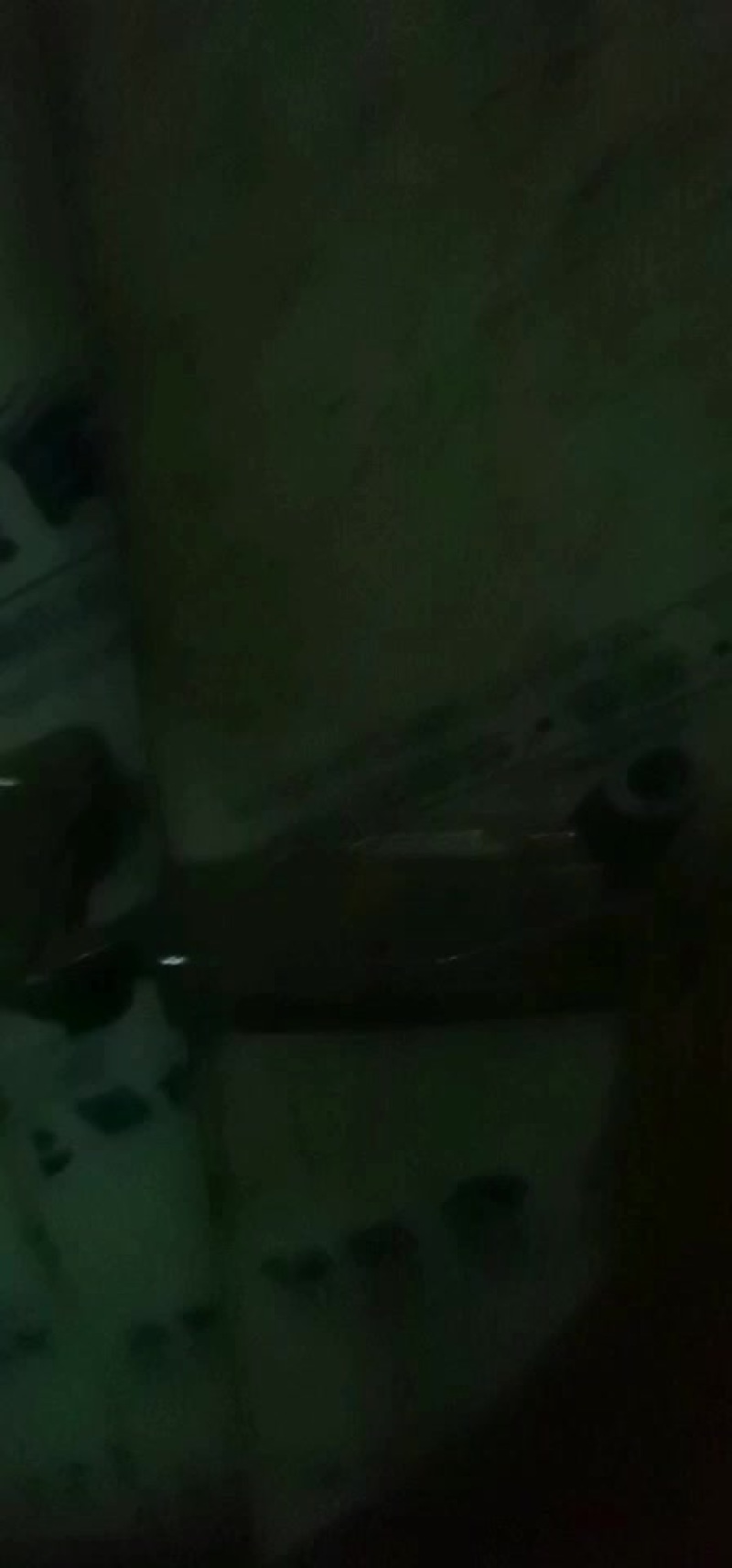 水蛭日本医蛭