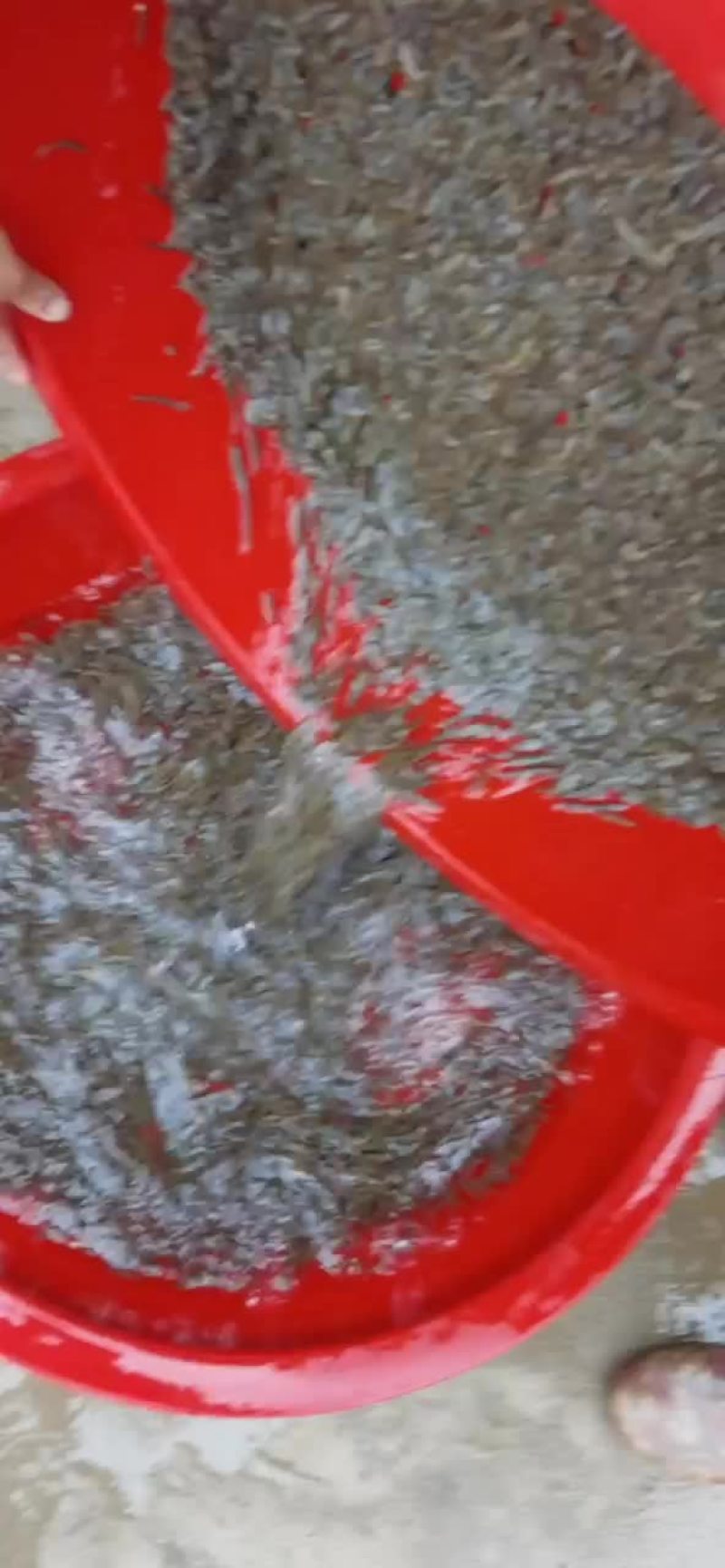 水蛭日本医蛭