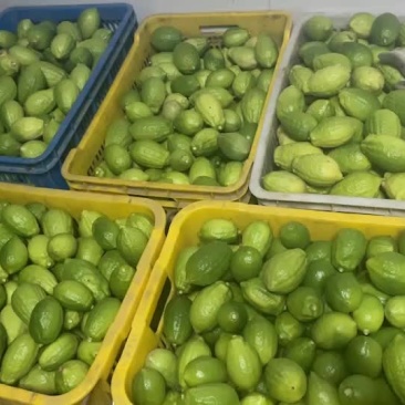广东无籽香水柠檬