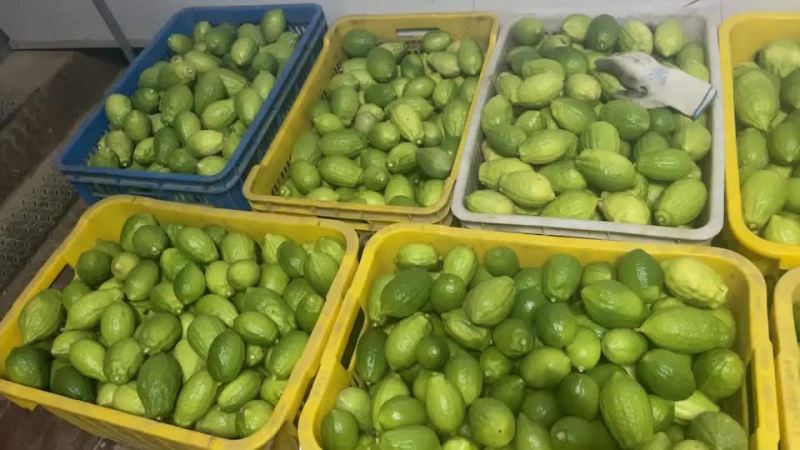 广东无籽香水柠檬