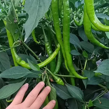 辣椒