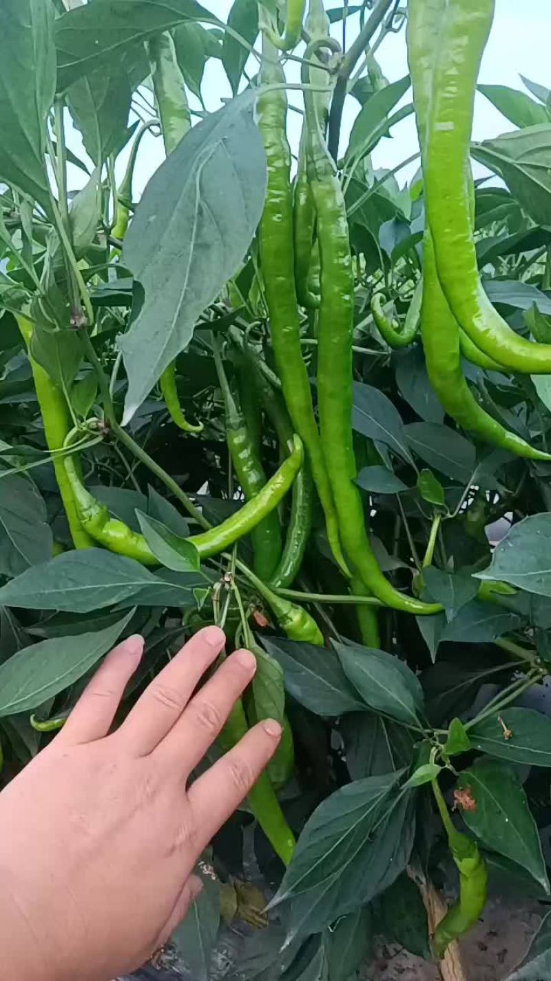 辣椒