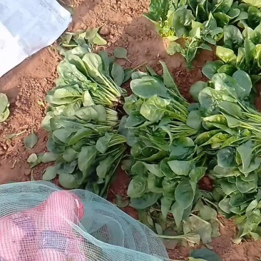 泡沫箱菠菜