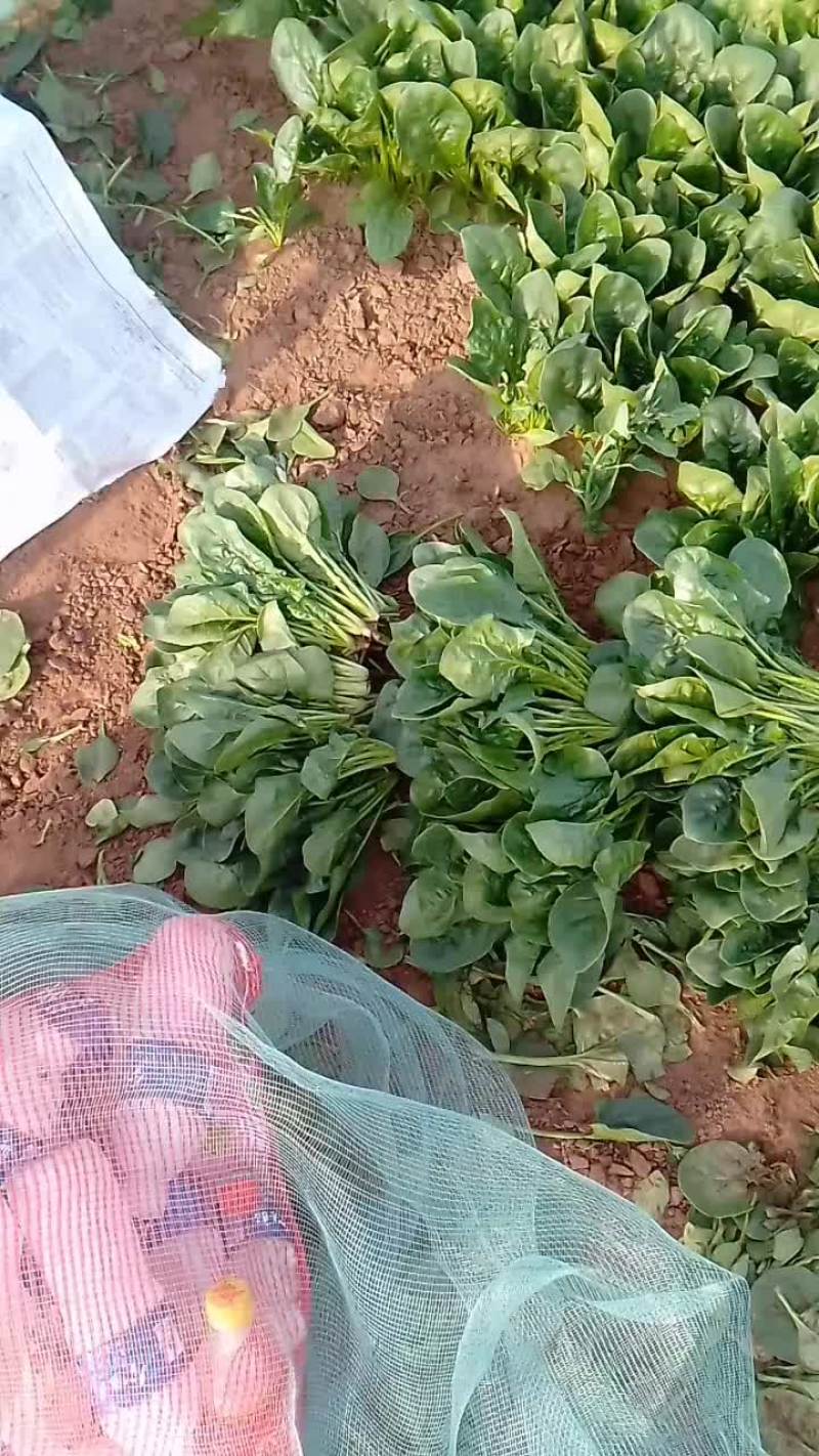 泡沫箱菠菜