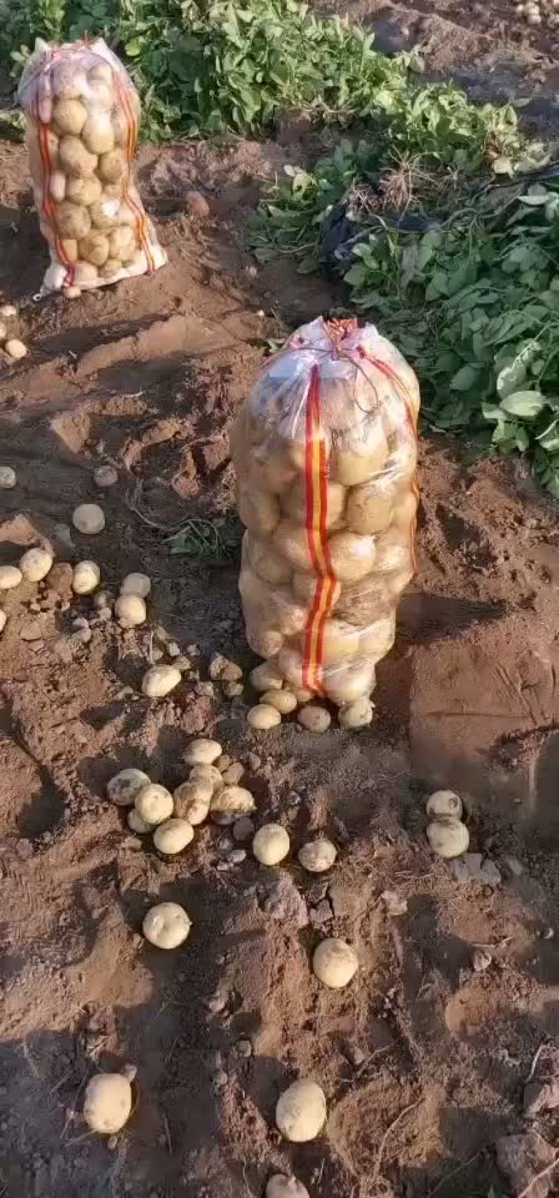 土豆