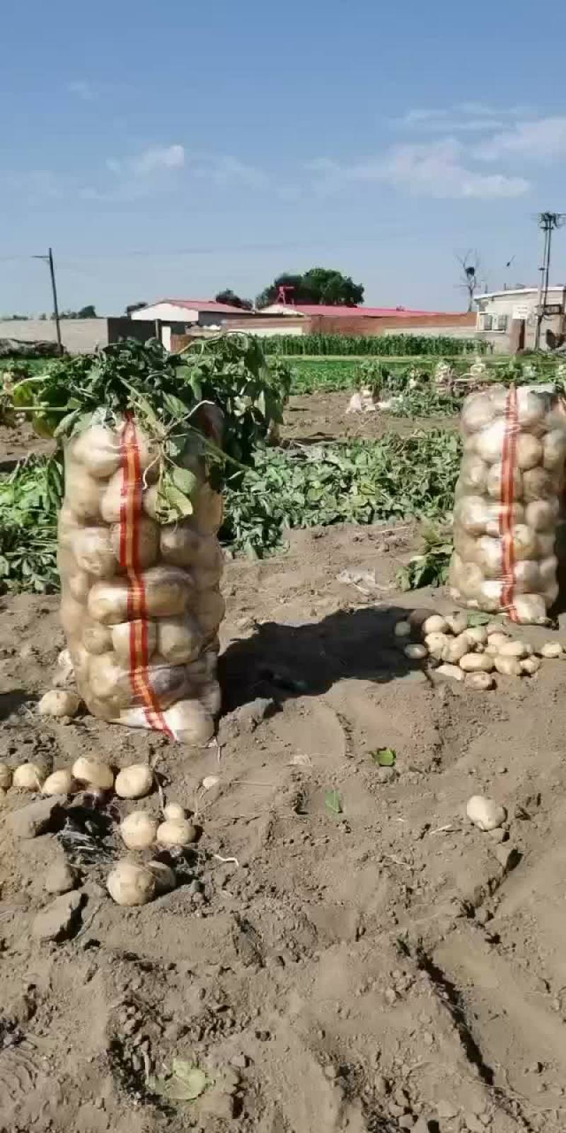 土豆