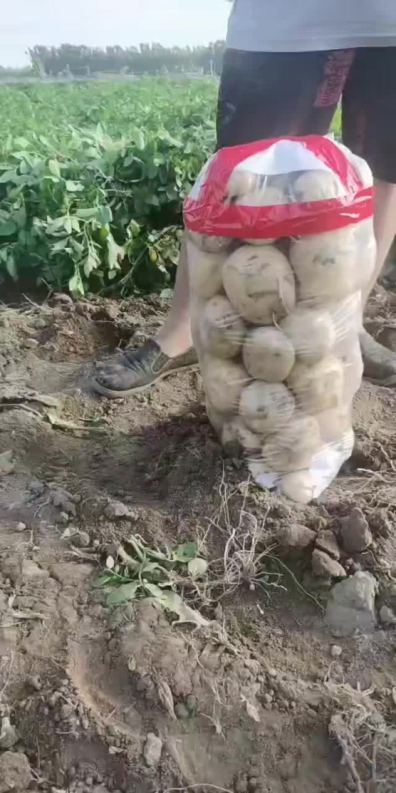 土豆