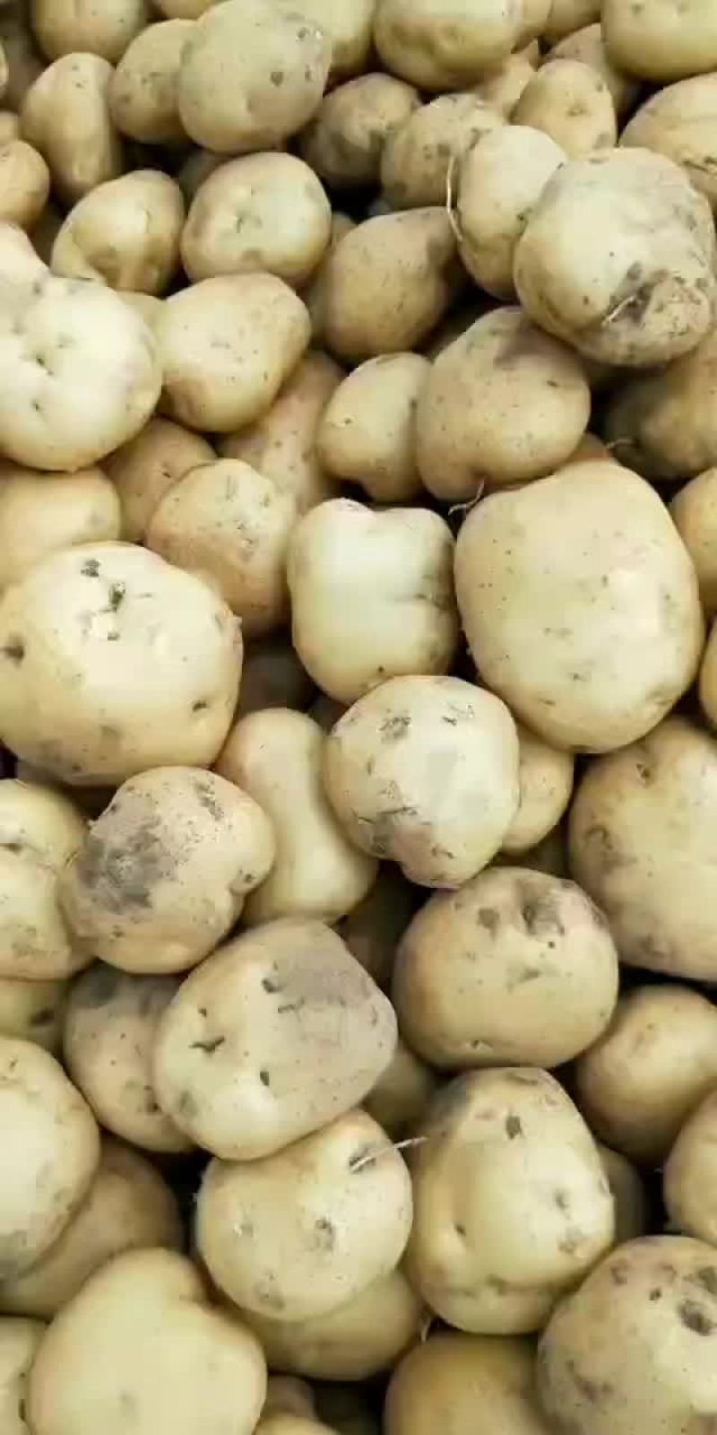 土豆