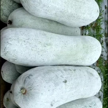 白皮吊冬瓜