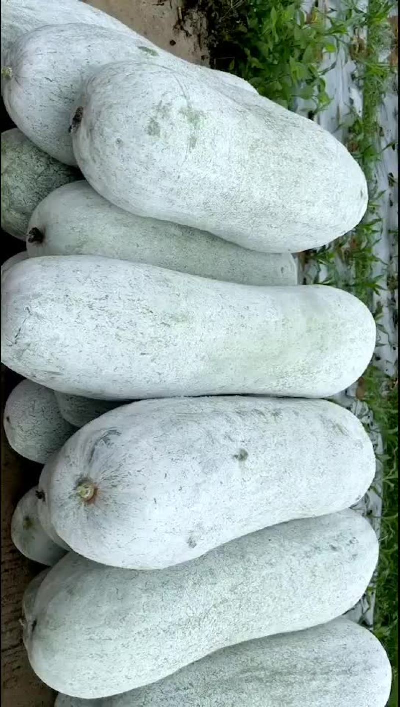 白皮吊冬瓜