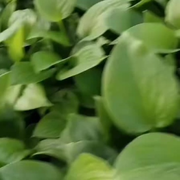 白玉簪白玉簪基地
