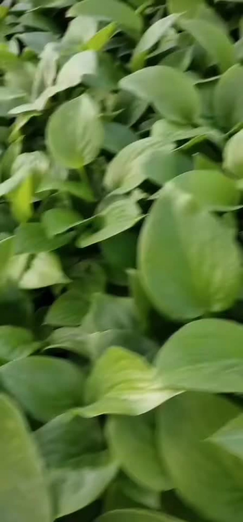 白玉簪白玉簪基地