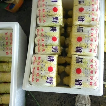 精品娃娃菜
