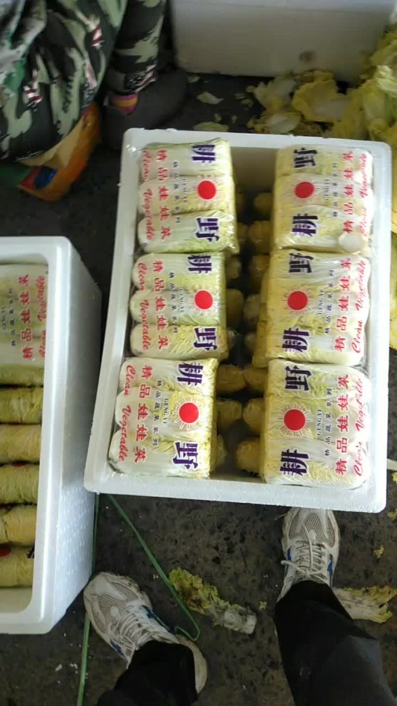 精品娃娃菜