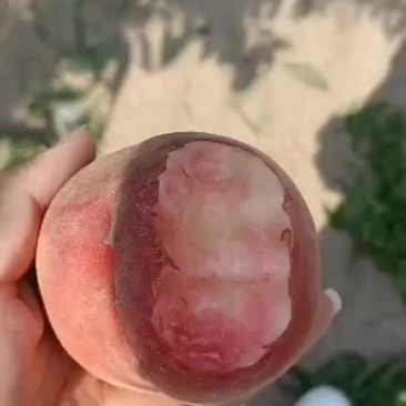 桃子中桃9号