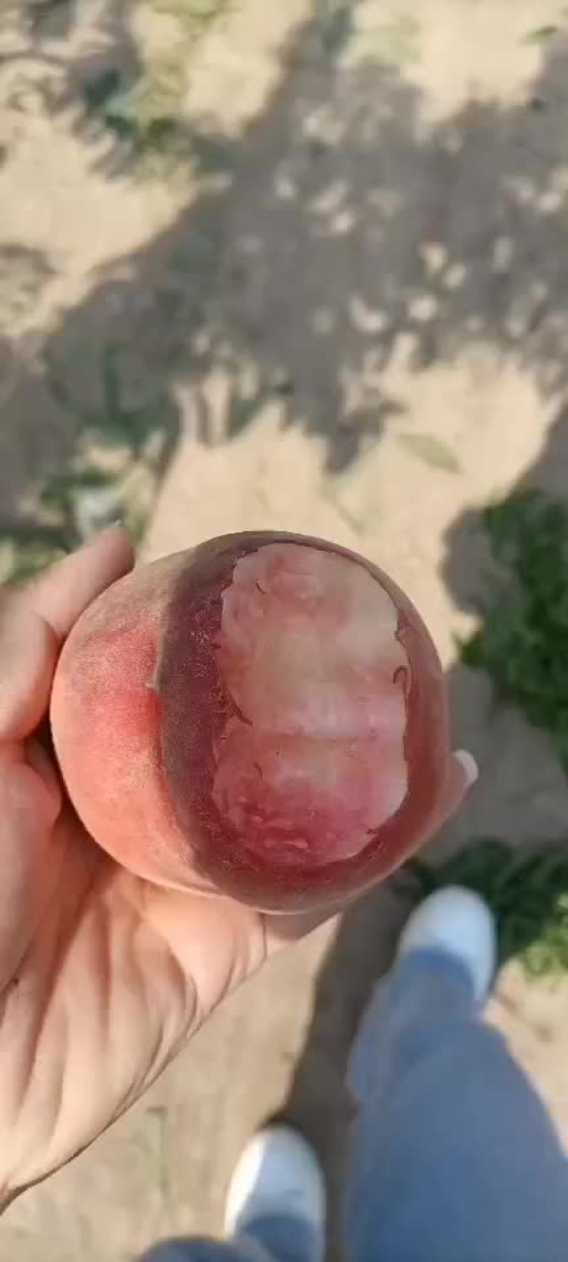 桃子中桃9号