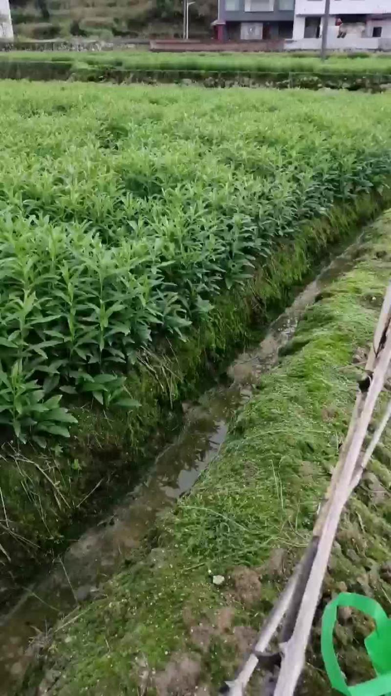 龙牙百合种子，全青苗，价格可面谈