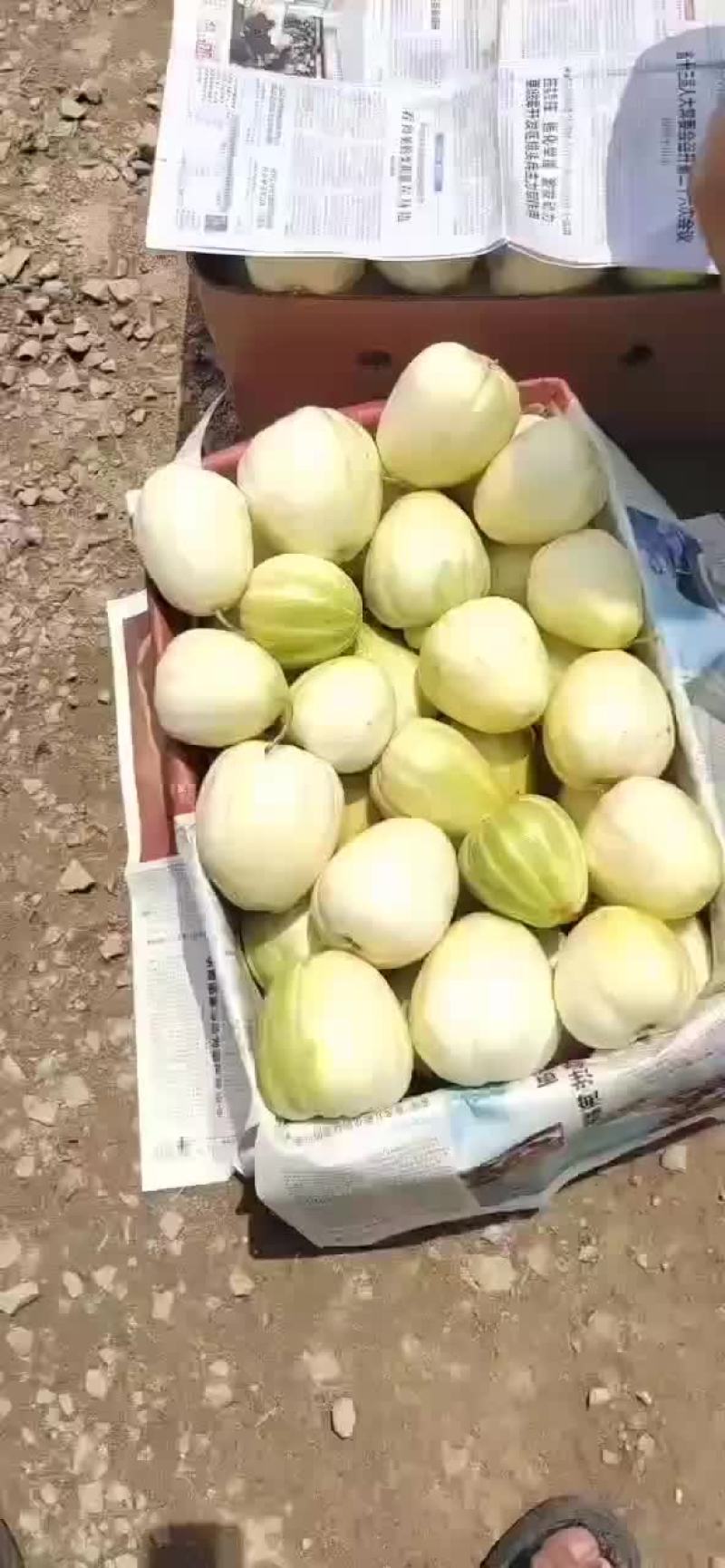 又甜又脆的本地香瓜
