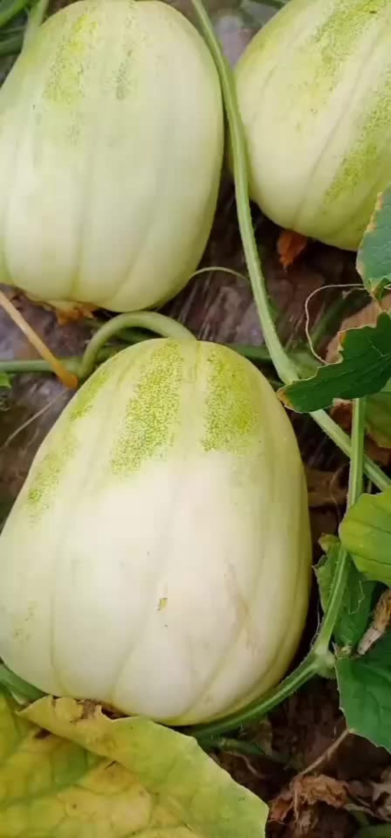 又甜又脆的本地香瓜