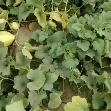 又甜又脆的本地香瓜