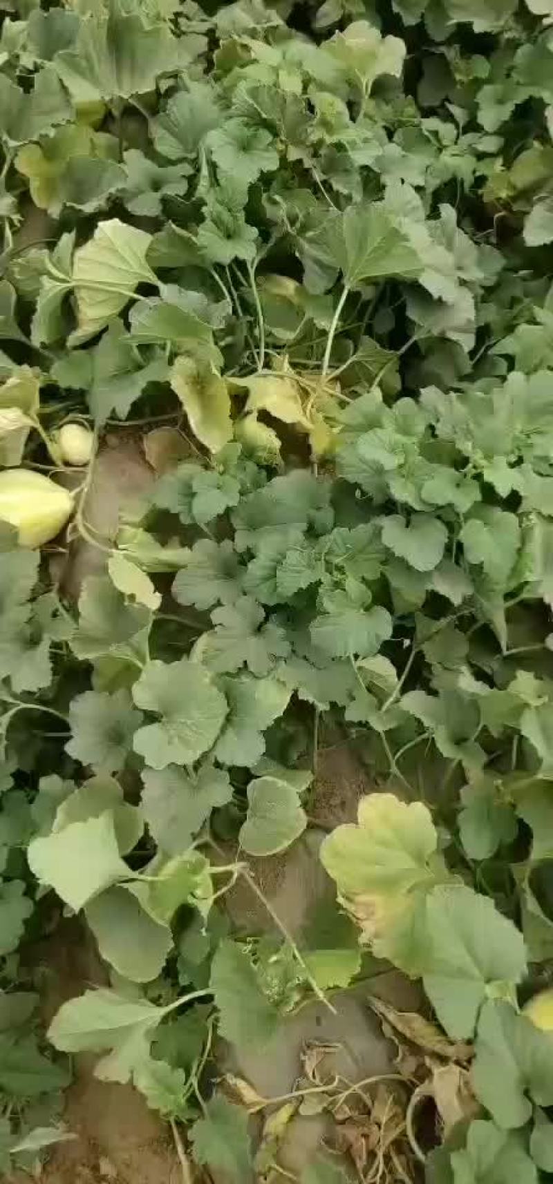 又甜又脆的本地香瓜