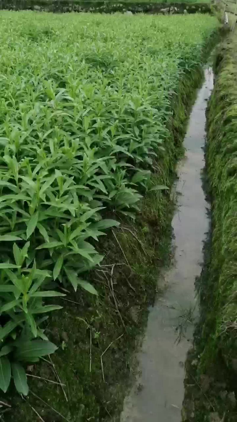龙牙百合种子，全青苗，价格可面谈