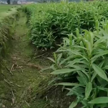龙牙百合种子，全青苗，价格可面谈