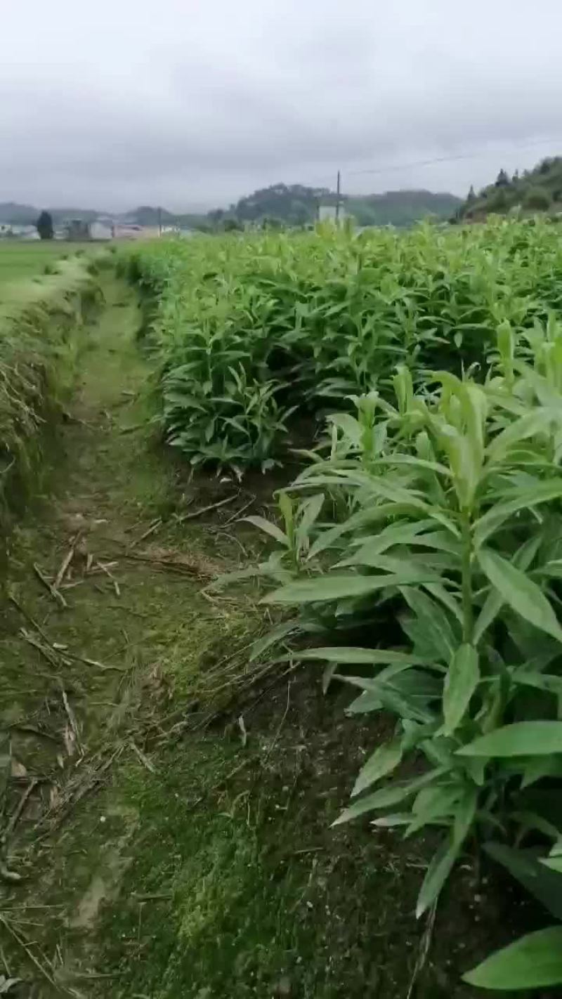 龙牙百合种子，全青苗，价格可面谈