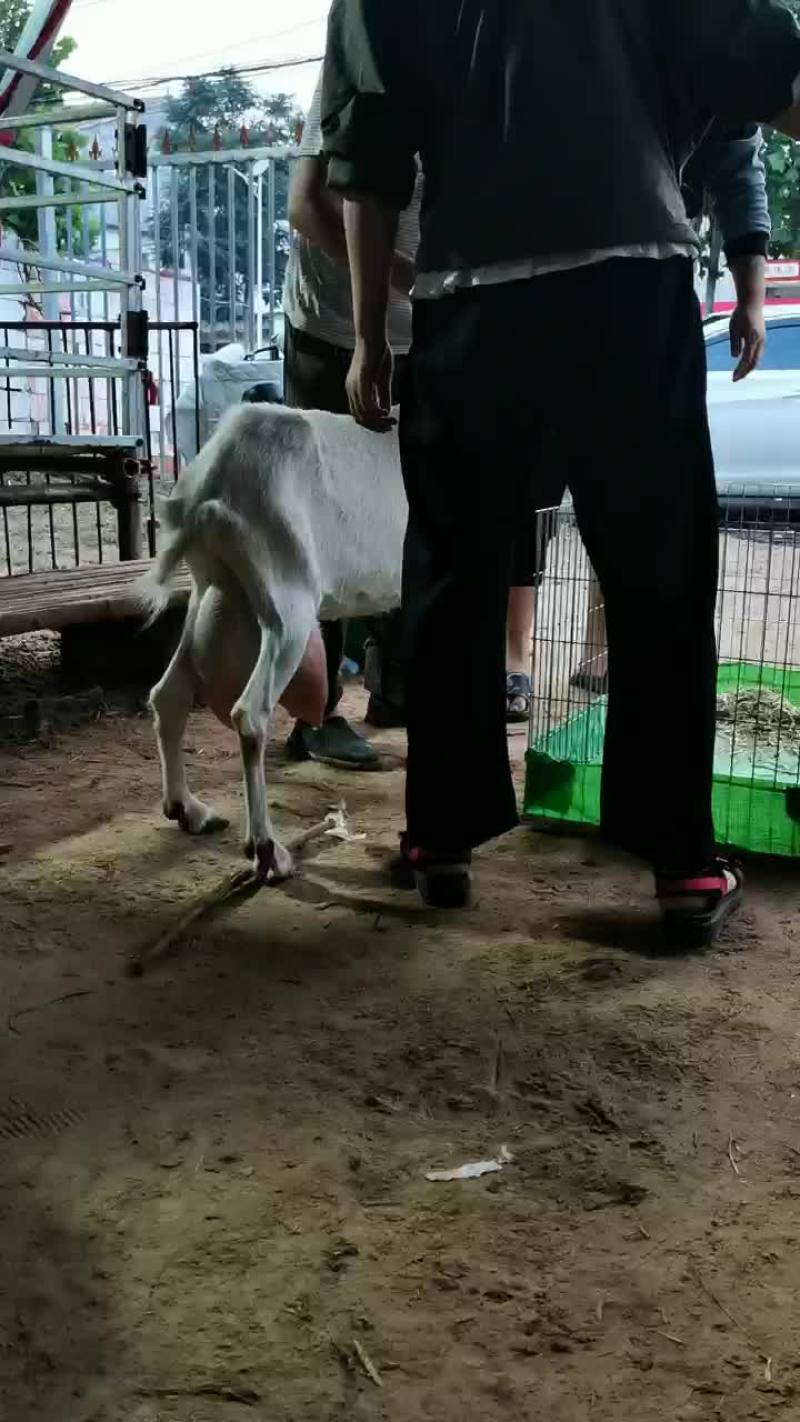 奶山羊每天产奶8斤