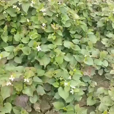 预售60亩扎